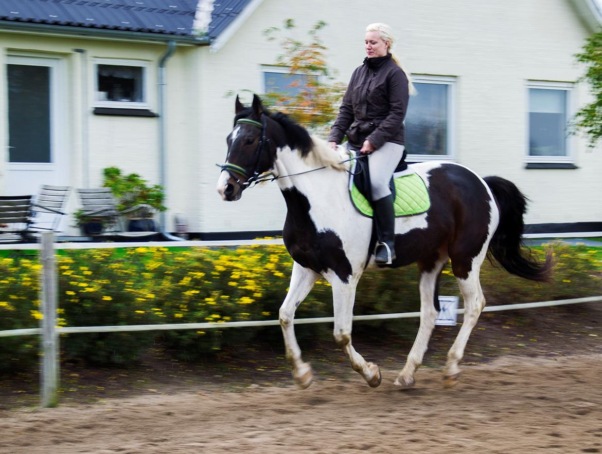 Trakehner "Jack" billede 4