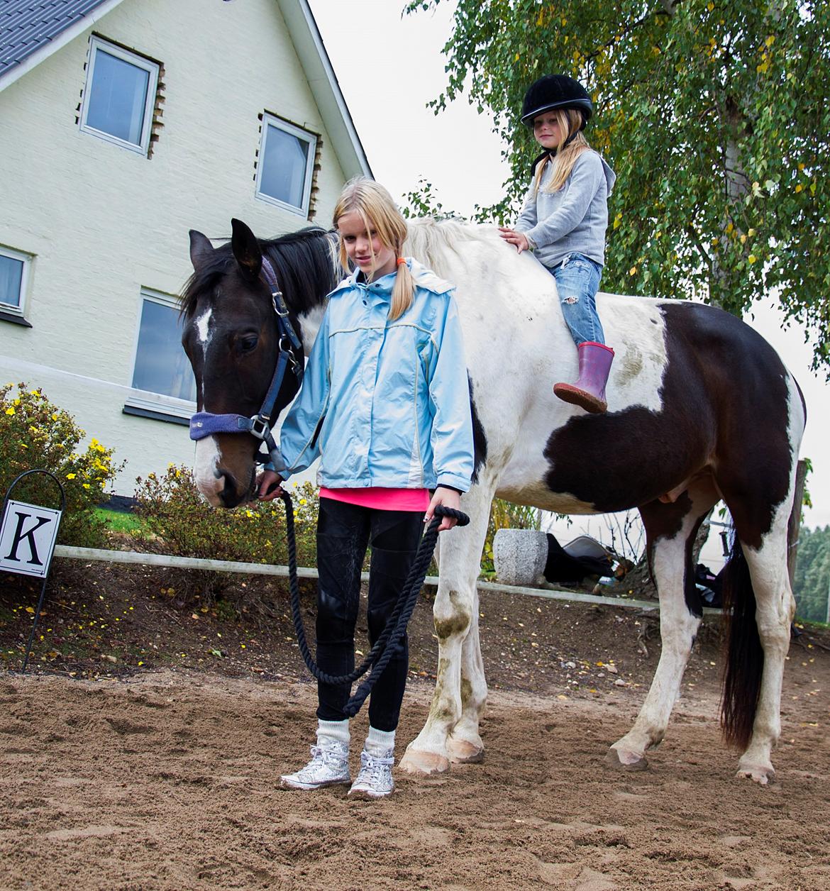 Trakehner "Jack" - min datter på 11 år trækker min mindste datter på 6 år billede 5