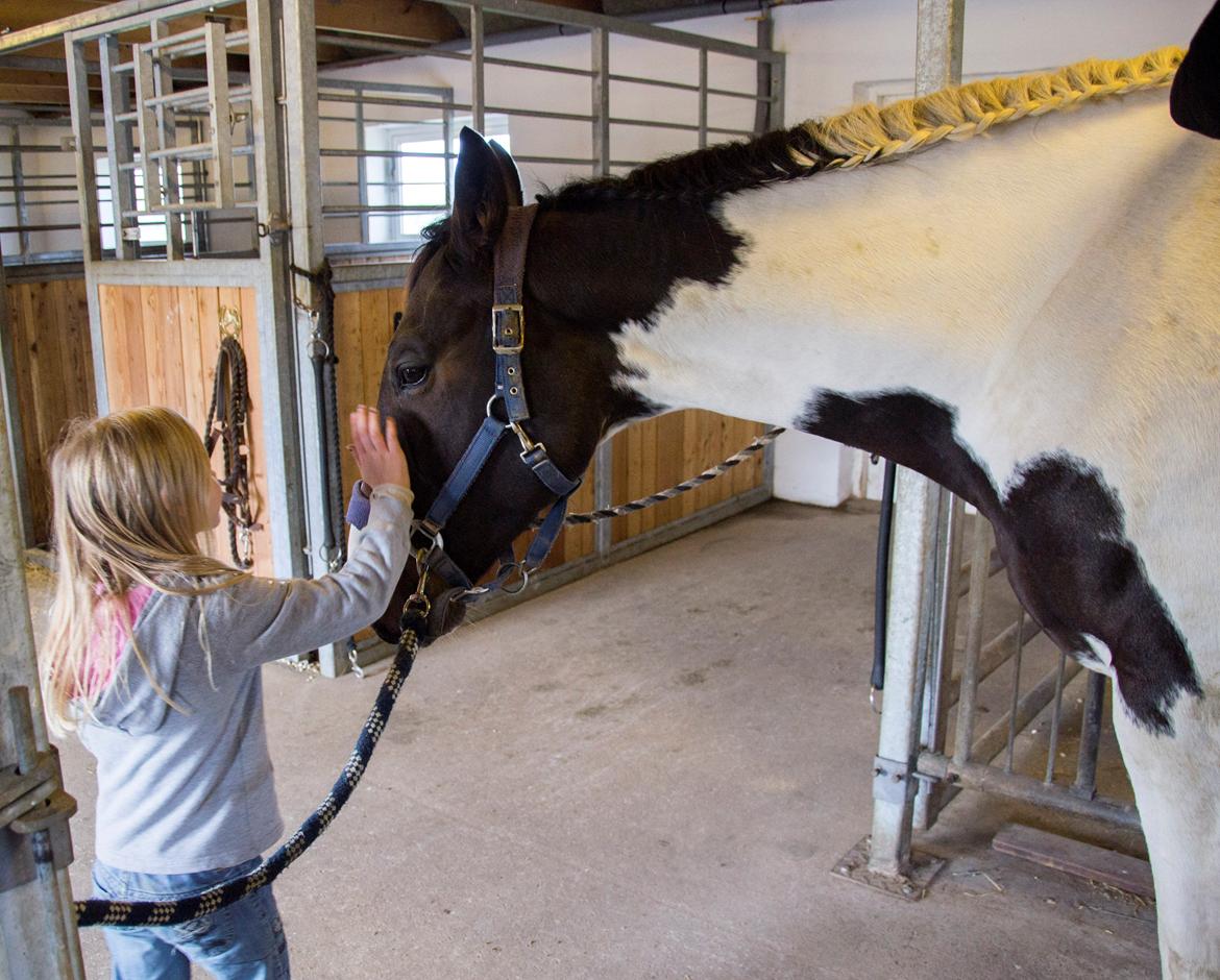 Trakehner "Jack" billede 6