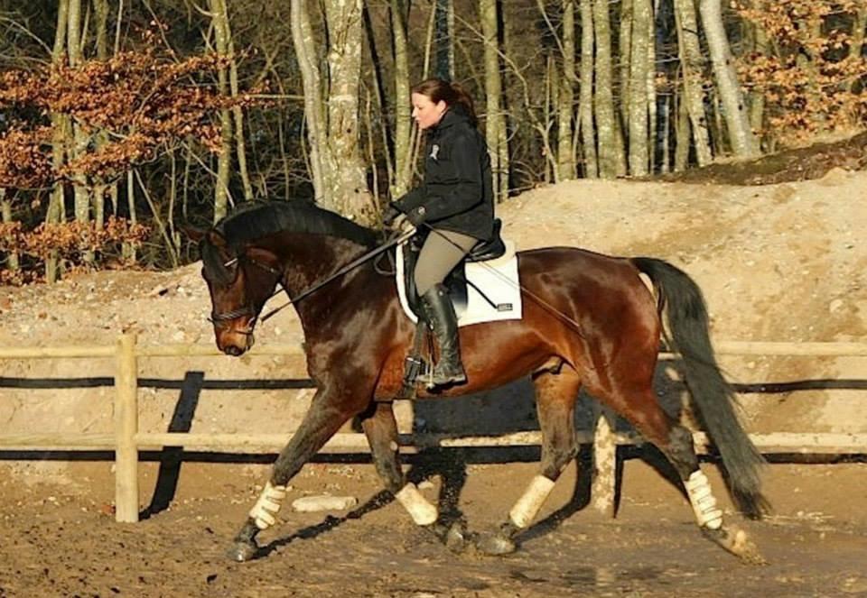 Oldenborg Bailey - Ann (fra Christianslund Ridecenter) og Bailey billede 8