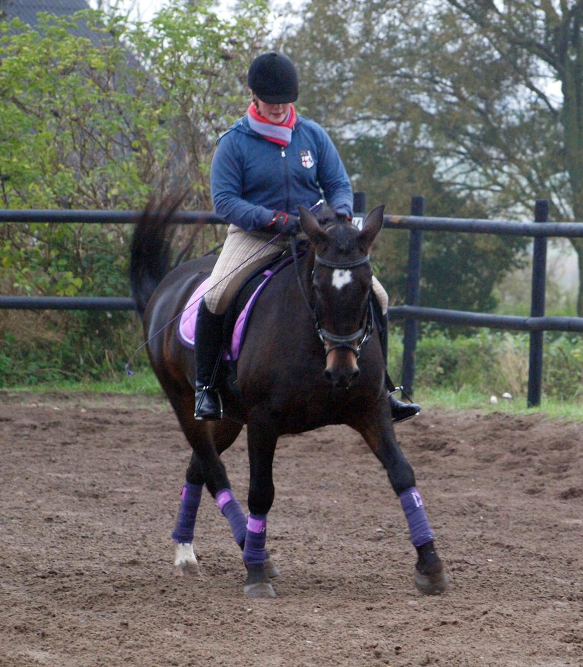 Anden særlig race Lady - 16. Schenkelvigning i regnvejr efterårsferie 2013 billede 16