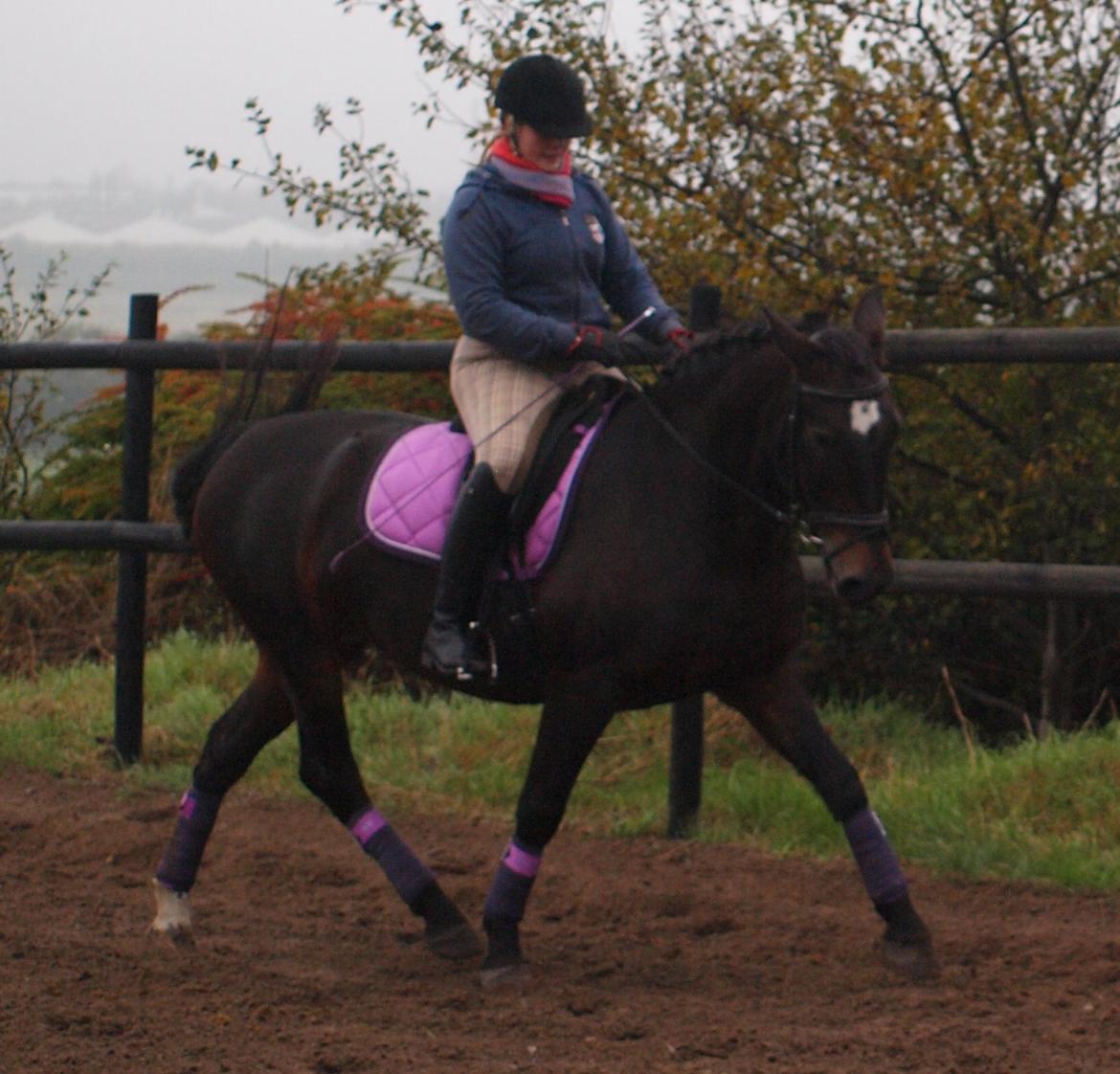 Anden særlig race Lady - 12. Lady trav efterårs ferie 2013 billede 12