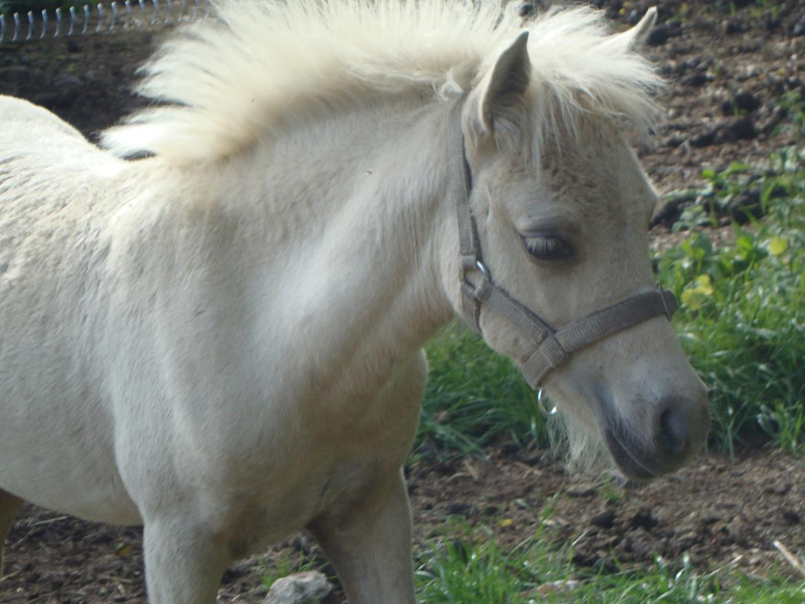 Welsh Partbred (Sec F) Marnows Princess In Pink -tidligere pony - søøødeeee<3 billede 2