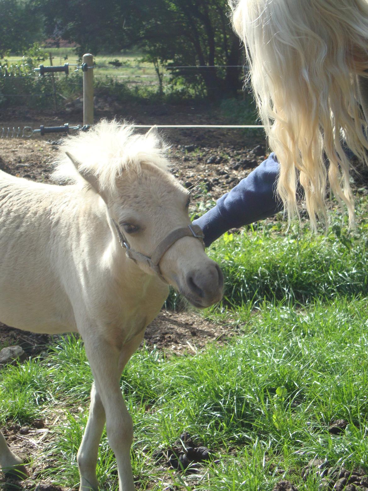 Welsh Partbred (Sec F) Marnows Princess In Pink -tidligere pony - nusse hoved:-* billede 3