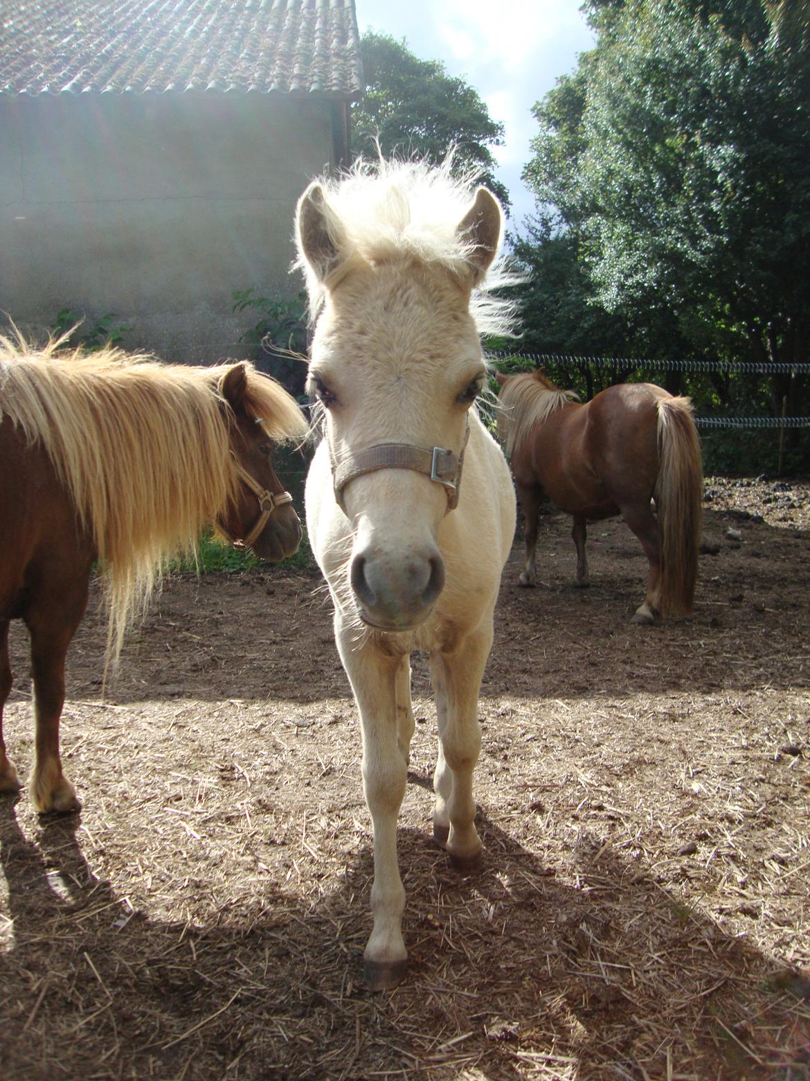 Welsh Partbred (Sec F) Marnows Princess In Pink -tidligere pony - halløøøøøj:-) billede 4