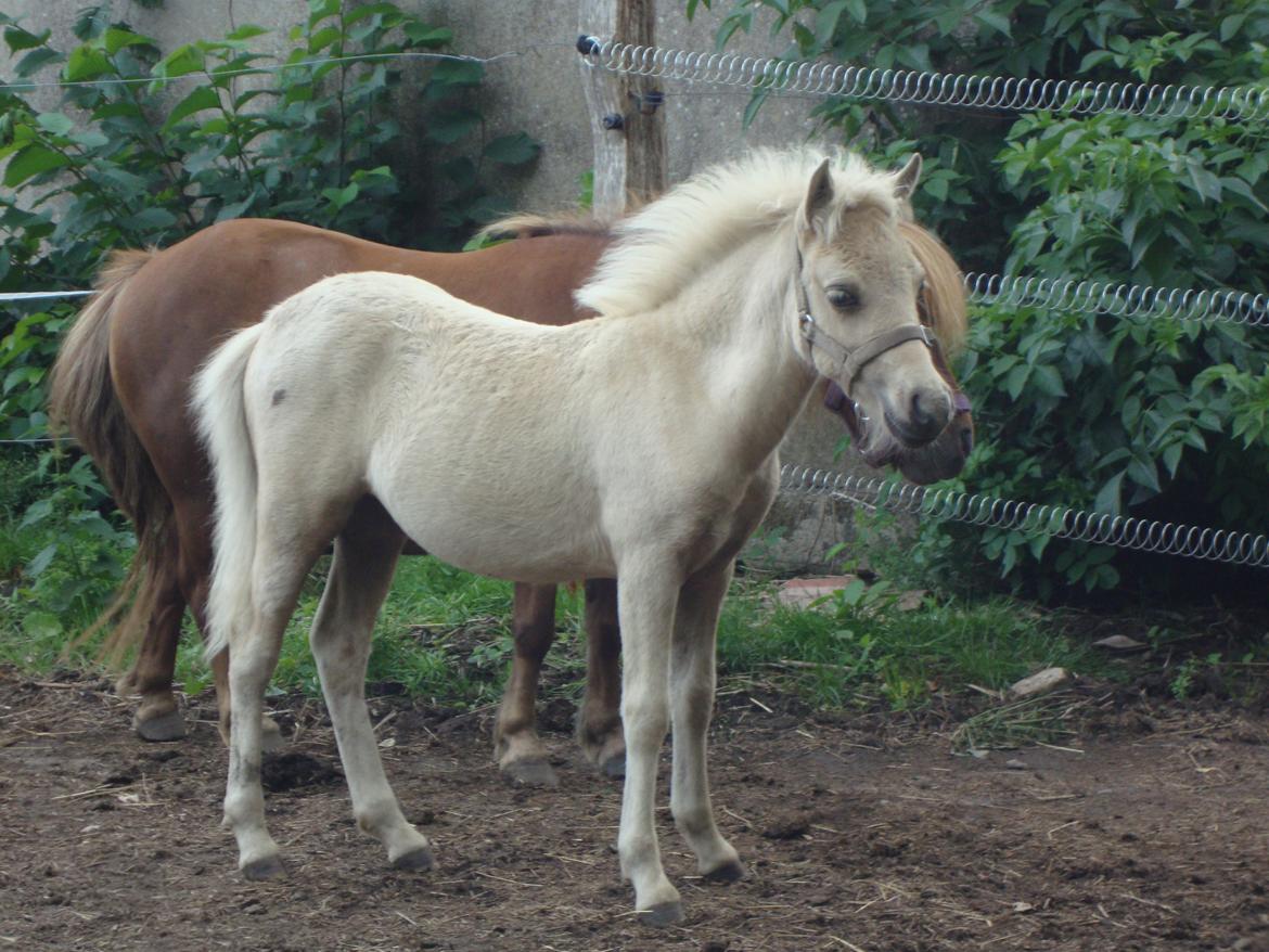 Welsh Partbred (Sec F) Marnows Princess In Pink -tidligere pony - smuksak <3 billede 5