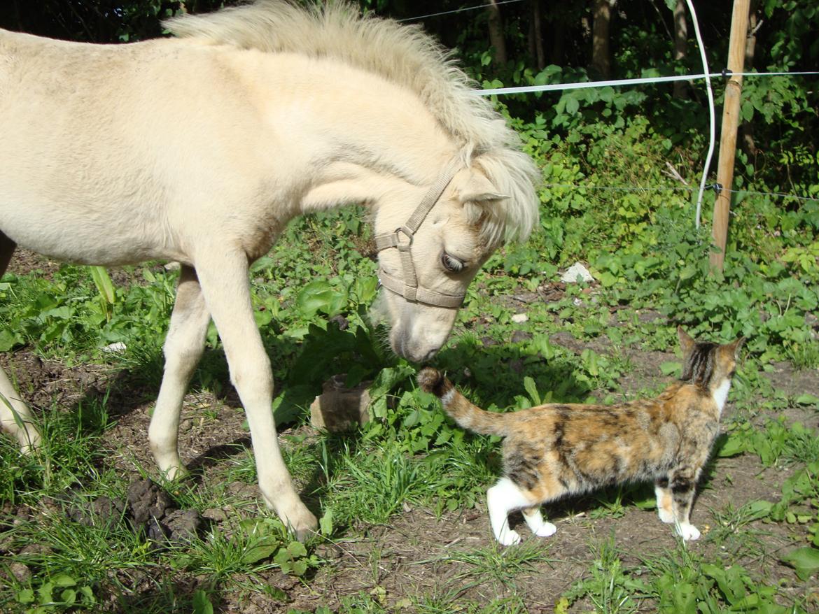 Welsh Partbred (Sec F) Marnows Princess In Pink -tidligere pony - Katte er MEGET interessante! :-D billede 6