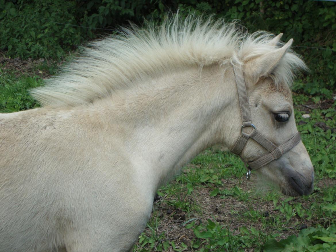 Welsh Partbred (Sec F) Marnows Princess In Pink -tidligere pony - rigtig lille Welsh følle <3 billede 1