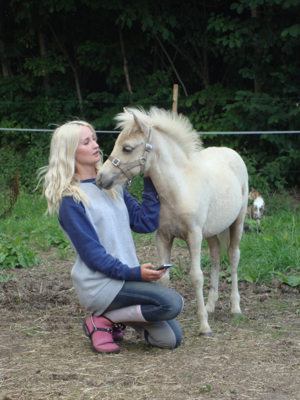 Welsh Partbred (Sec F) Marnows Princess In Pink -tidligere pony - lille baby <3 billede 7