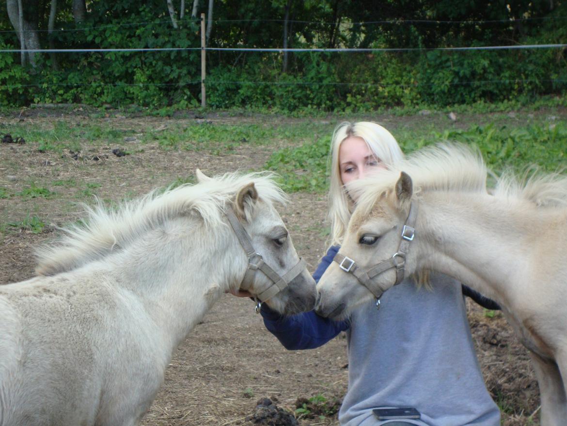 Welsh Partbred (Sec F) Marnows Princess In Pink -tidligere pony - Princess og søster, Pretty billede 8