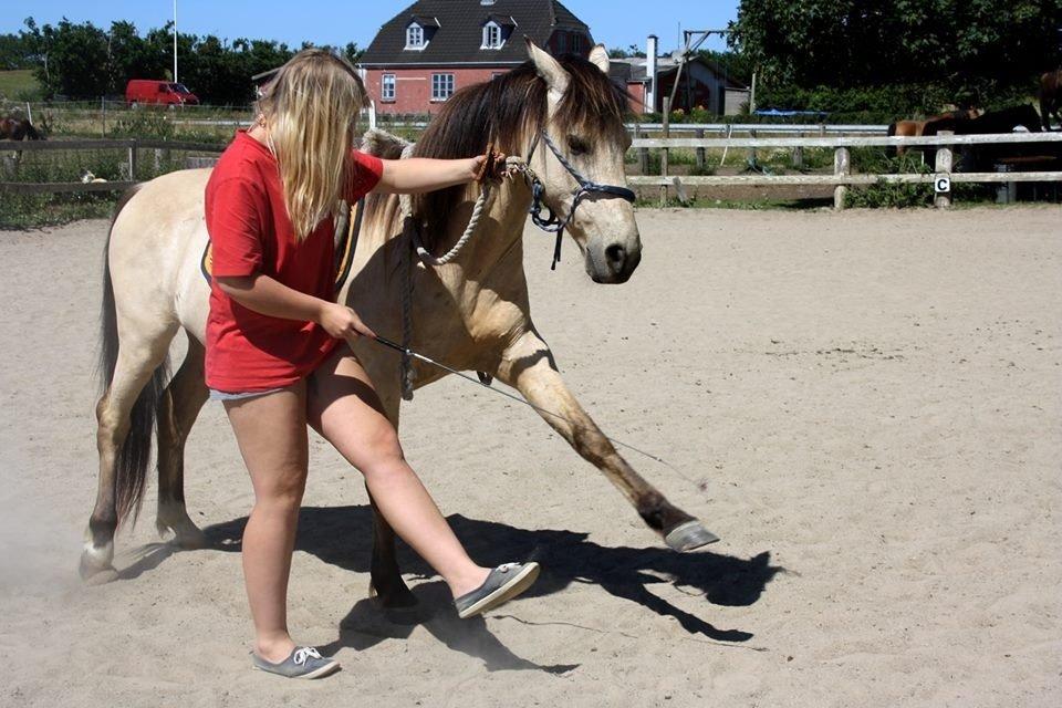 Anden særlig race Poppelgårdens Don billede 12