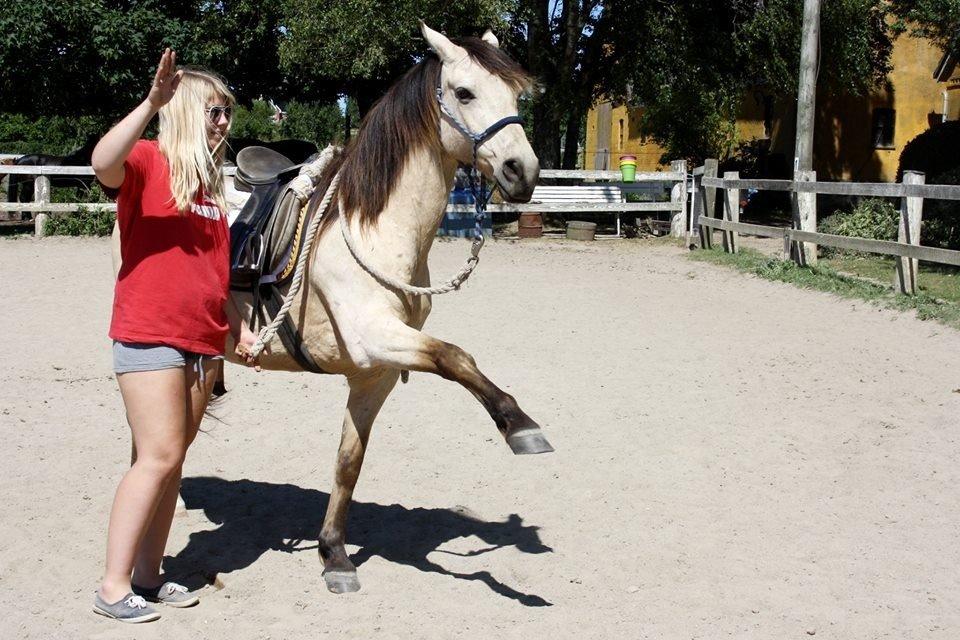 Anden særlig race Poppelgårdens Don billede 3