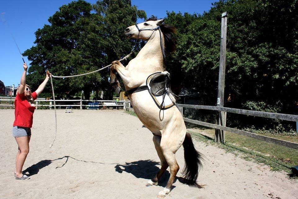 Anden særlig race Poppelgårdens Don billede 5