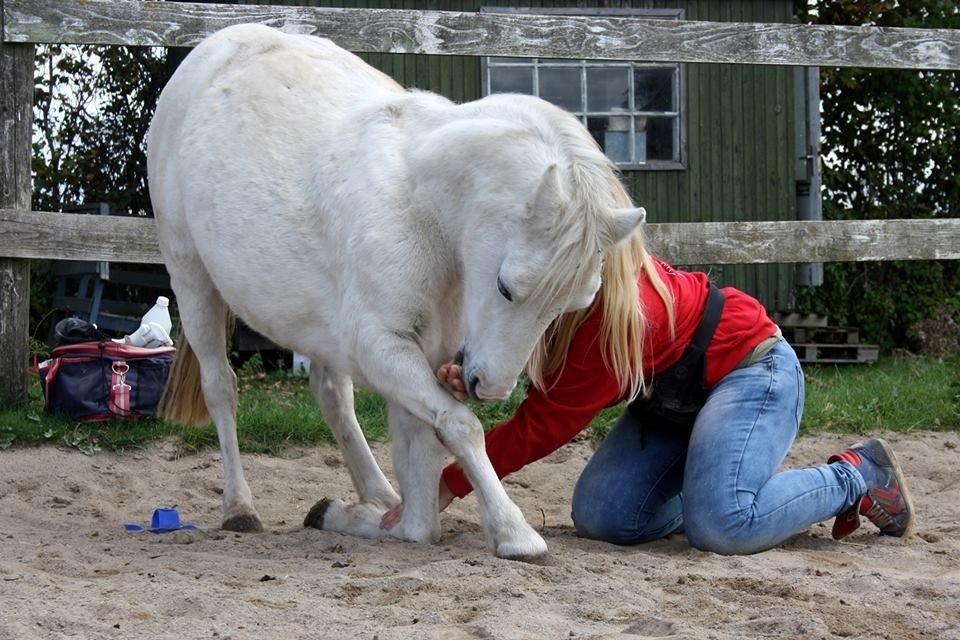 Welsh Mountain (sec A) Backerdales Gaia billede 14