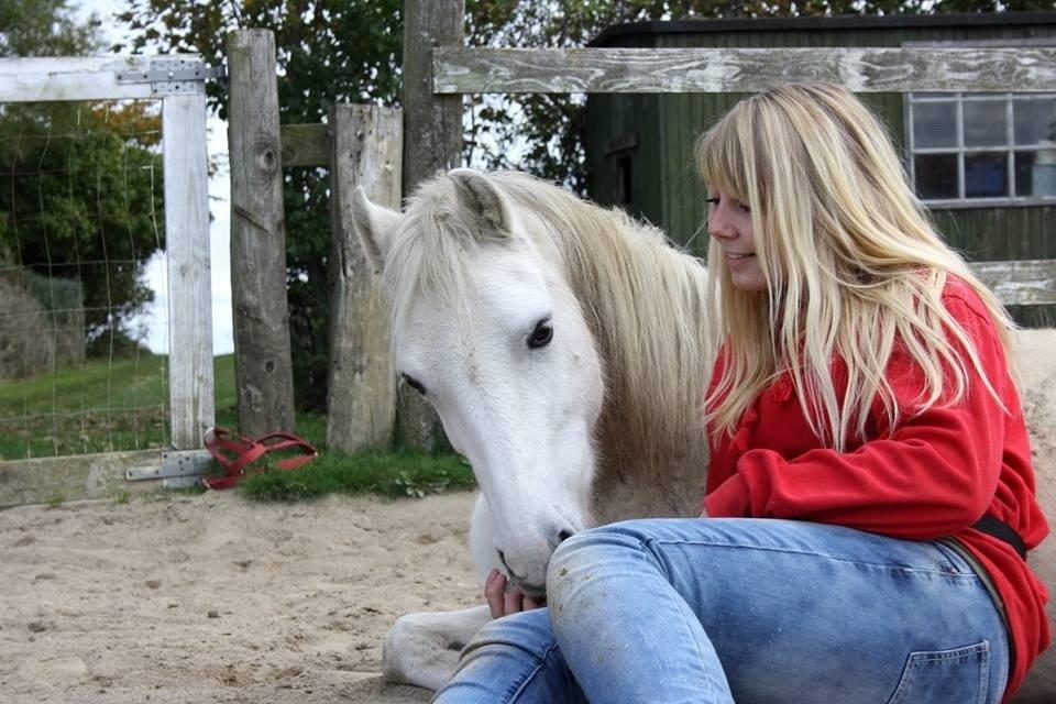 Welsh Mountain (sec A) Backerdales Gaia billede 19