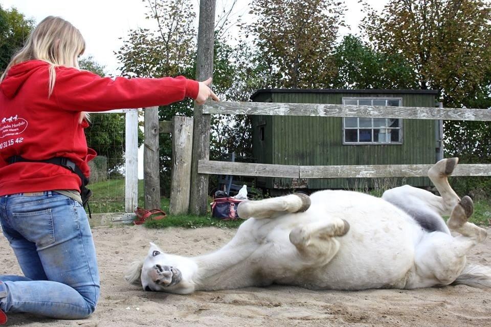Welsh Mountain (sec A) Backerdales Gaia billede 2