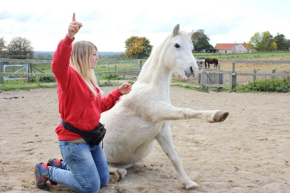 Welsh Mountain (sec A) Backerdales Gaia billede 20