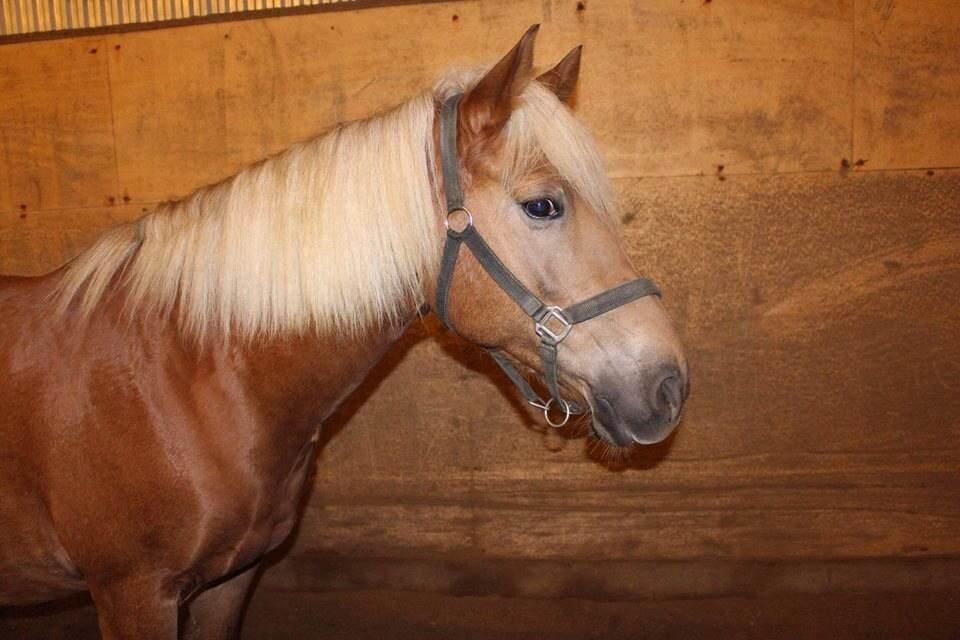 Haflinger Bosse - [Foto: Mig selv.] billede 5