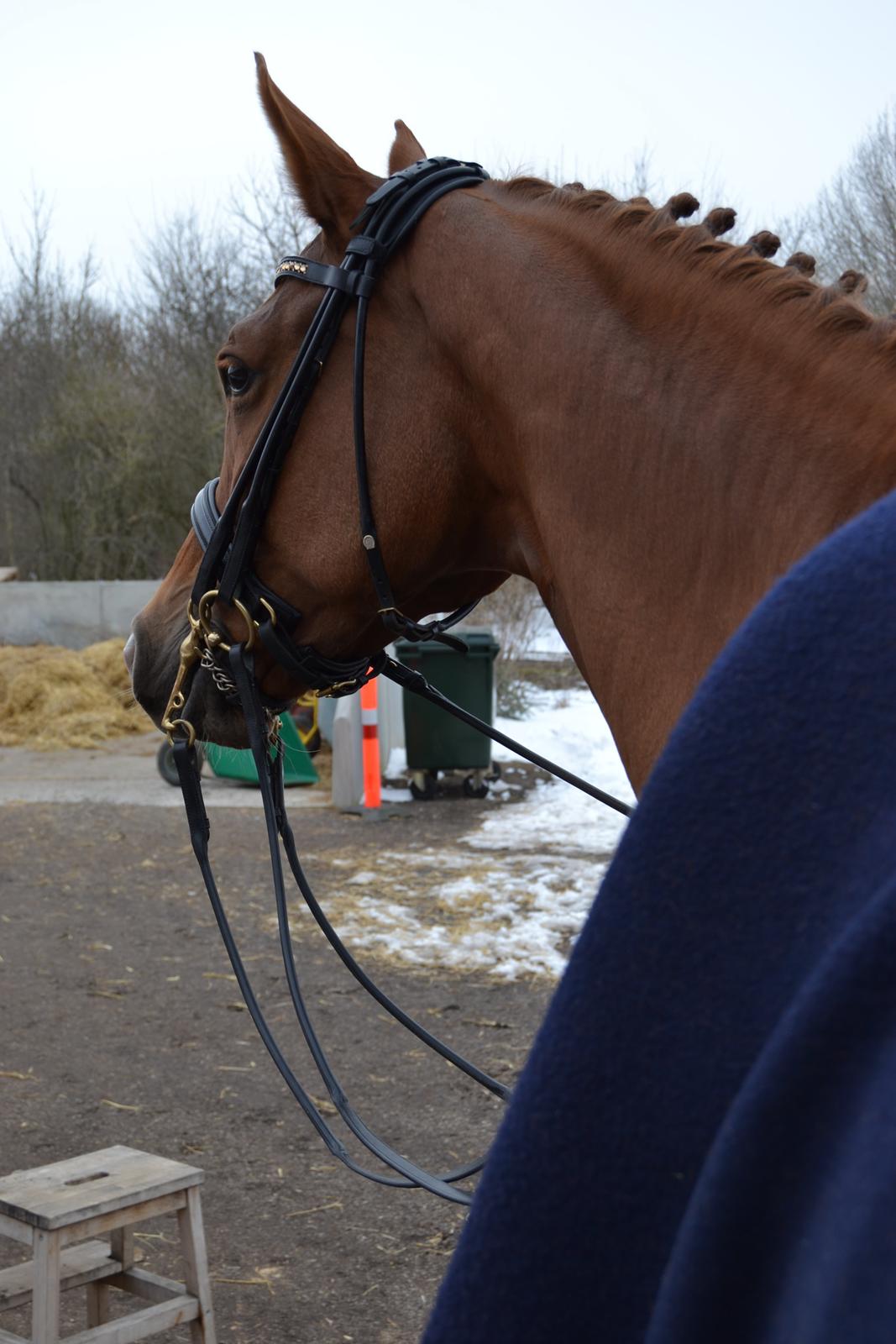 Trakehner Loulóu Sjælstofte (Himmelhest) - 2013 billede 14