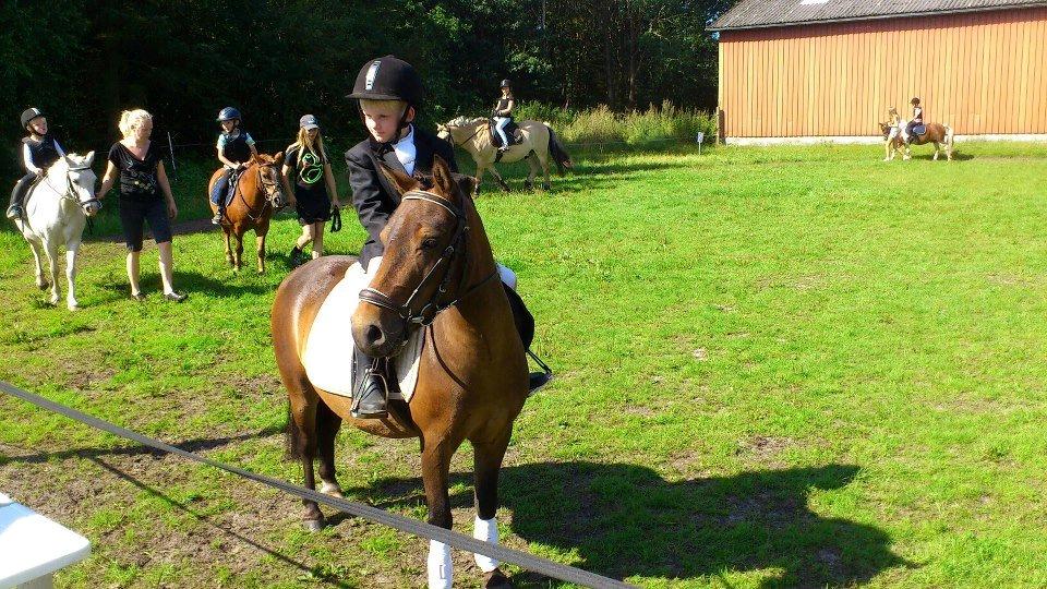 Anden særlig race Kalur - Bastian og Kalur til børnestævne på Starupgaard billede 3