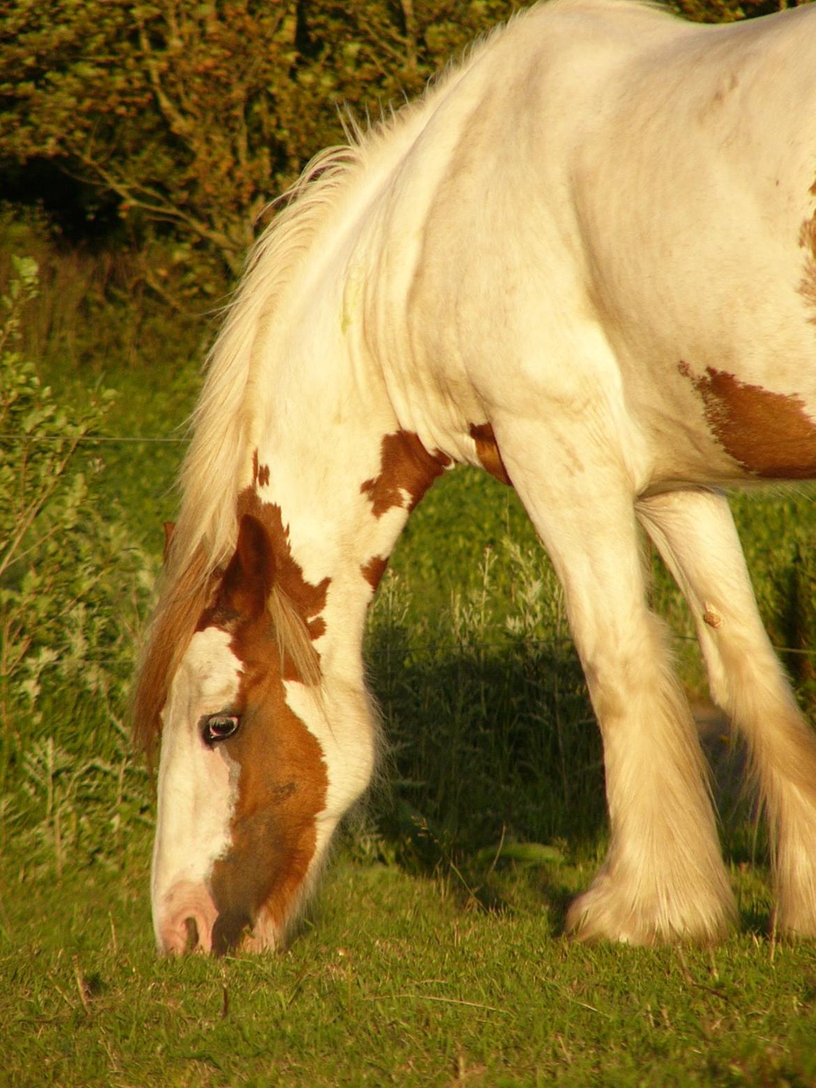 Irish Cob Hera of The Irish Western art Ranch - Taget d.1 okt. billede 2