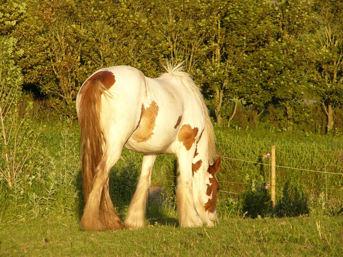 Irish Cob Hera of The Irish Western art Ranch - Hera d.1 okt 2013 billede 1