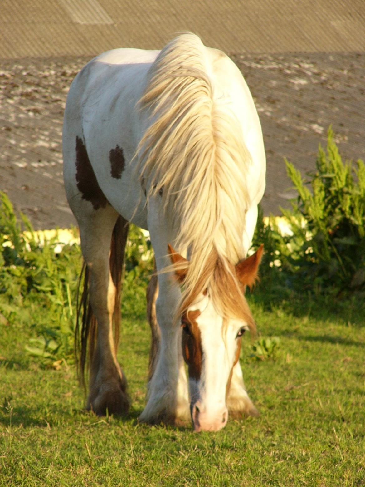 Irish Cob Hera of The Irish Western art Ranch - Taget d.1 okt. billede 3
