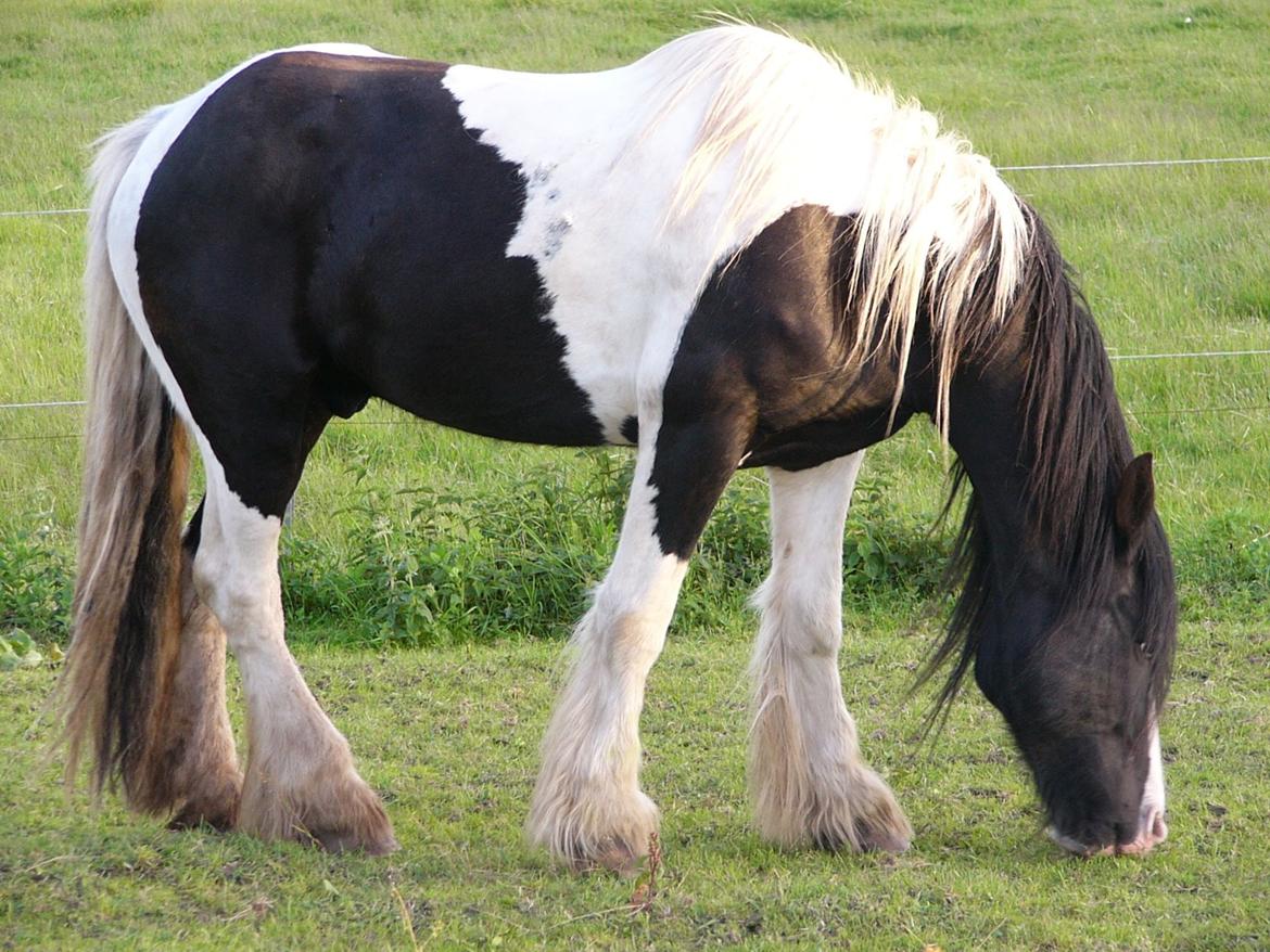 Irish Cob Zeus of The Irish Western art Ranch billede 2