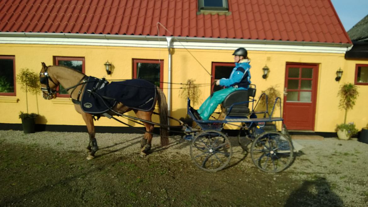 Anden særlig race Marinca R:I:P - En morgentur den 22/10-2013 billede 2