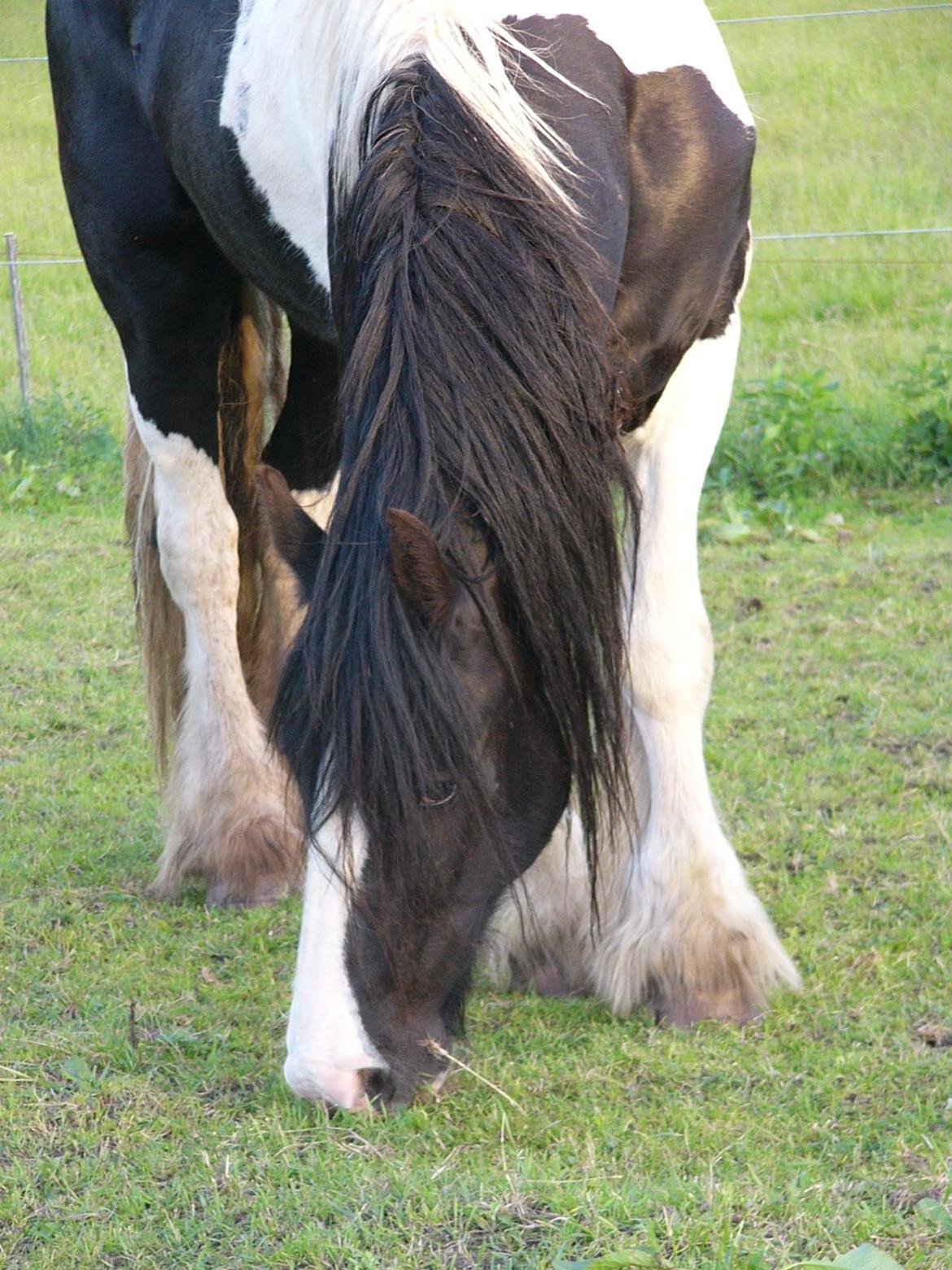 Irish Cob Zeus of The Irish Western art Ranch billede 3