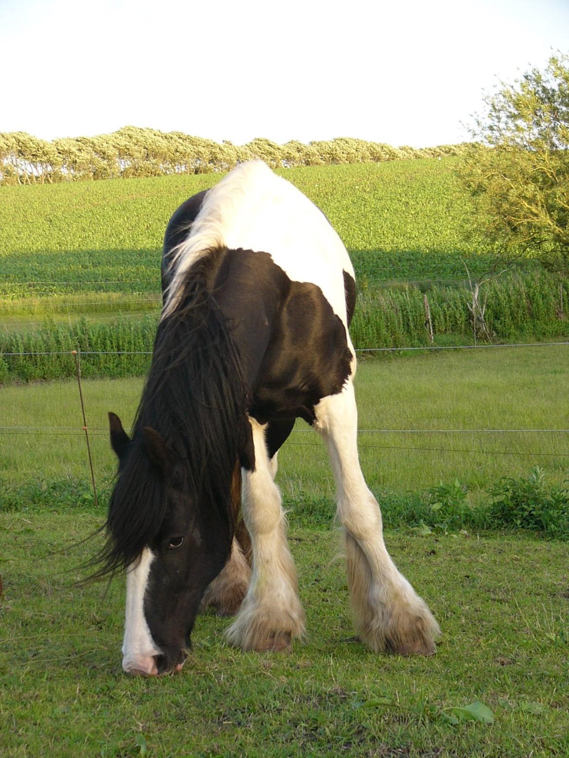 Irish Cob Zeus of The Irish Western art Ranch billede 4