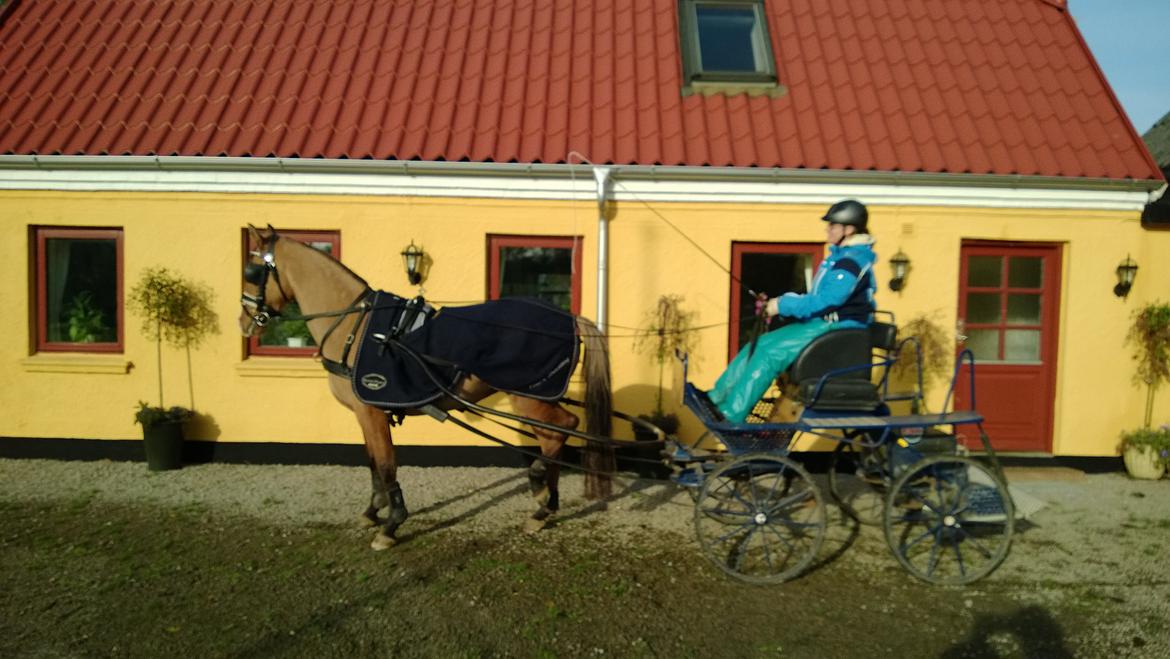 Anden særlig race Marinca R:I:P - En morgentur den 22/10-2013 billede 3