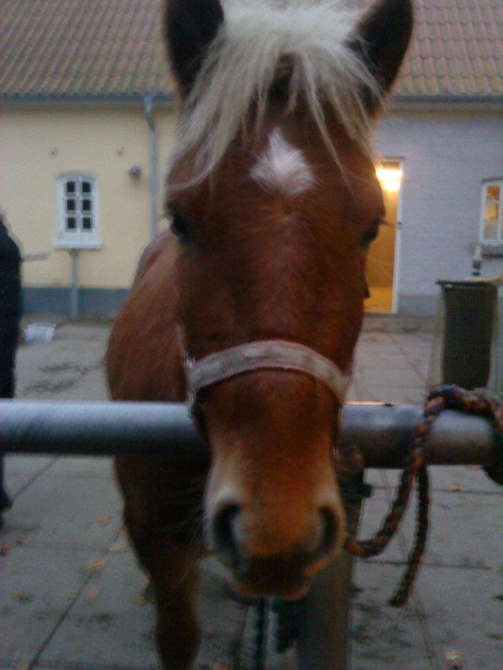 Anden særlig race Prins, haflinger blanding, "Basse" - Første billede! billede 1