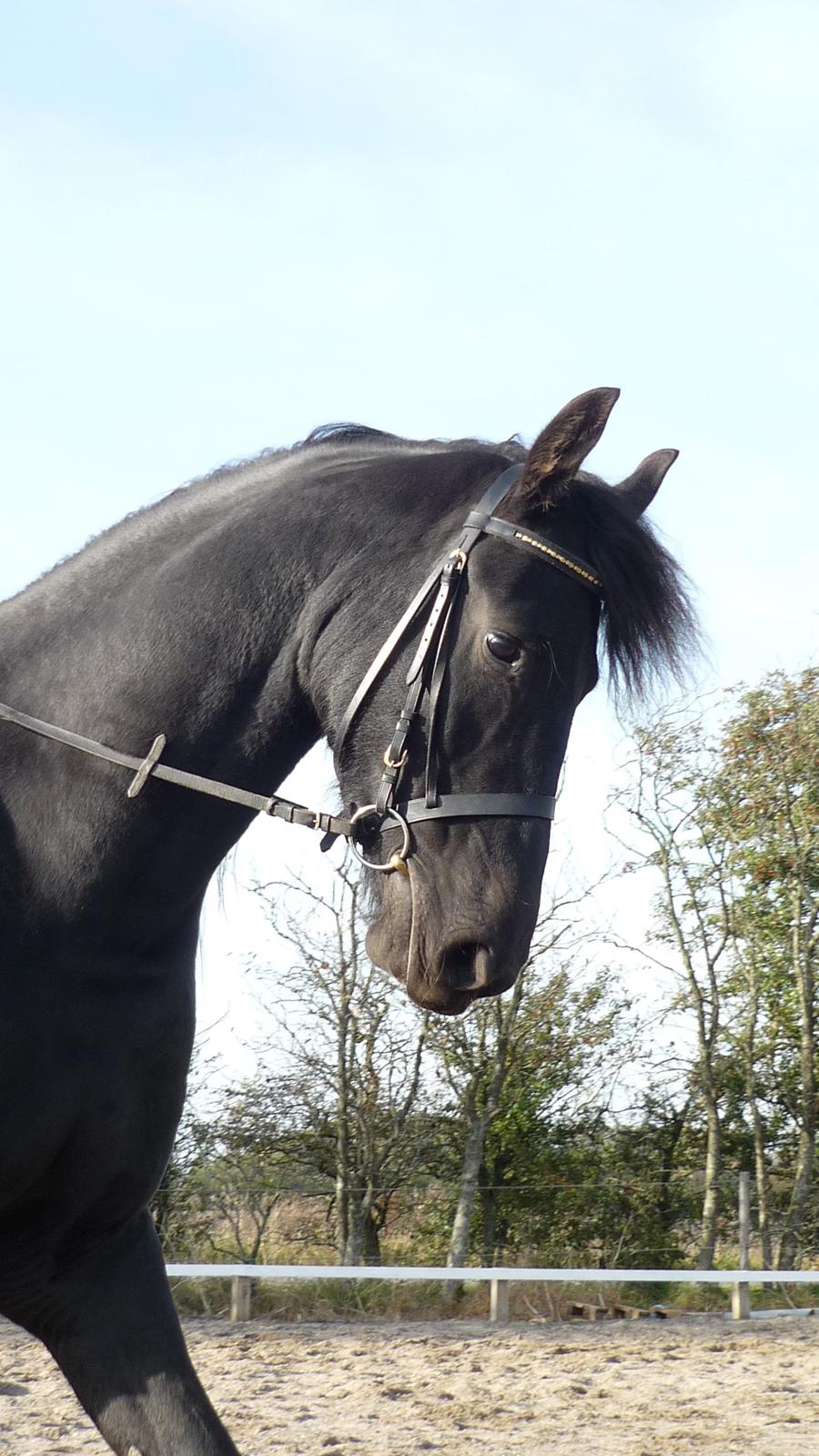 Frieser Doutzen . billede 15