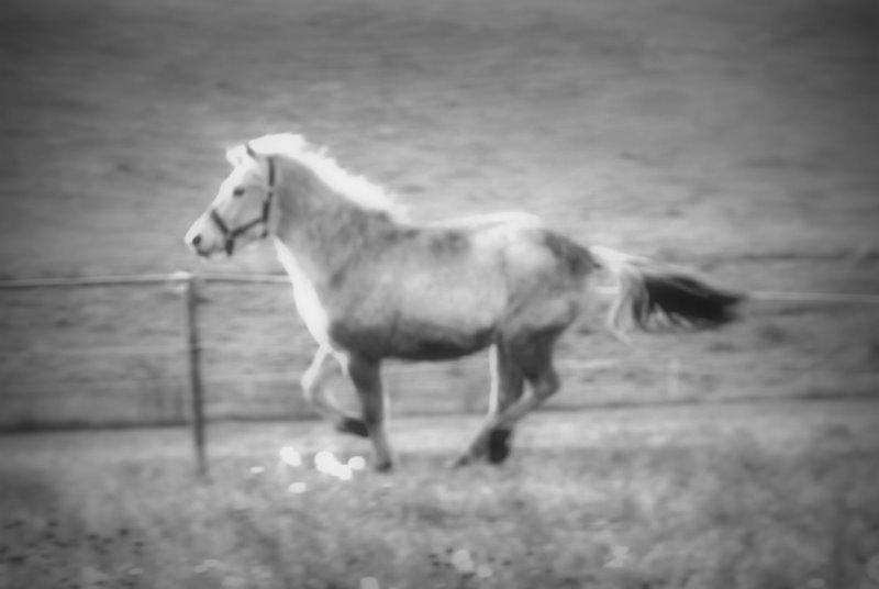 Fjordhest Dino Godthaab - Min dejlige hestemand! <3 billede 26