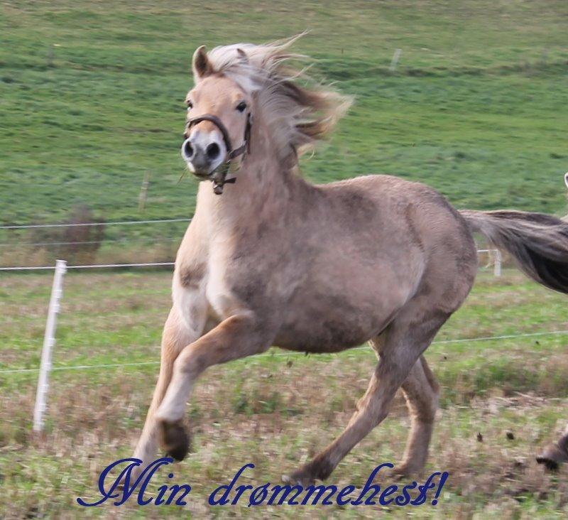 Fjordhest Dino Godthaab billede 27