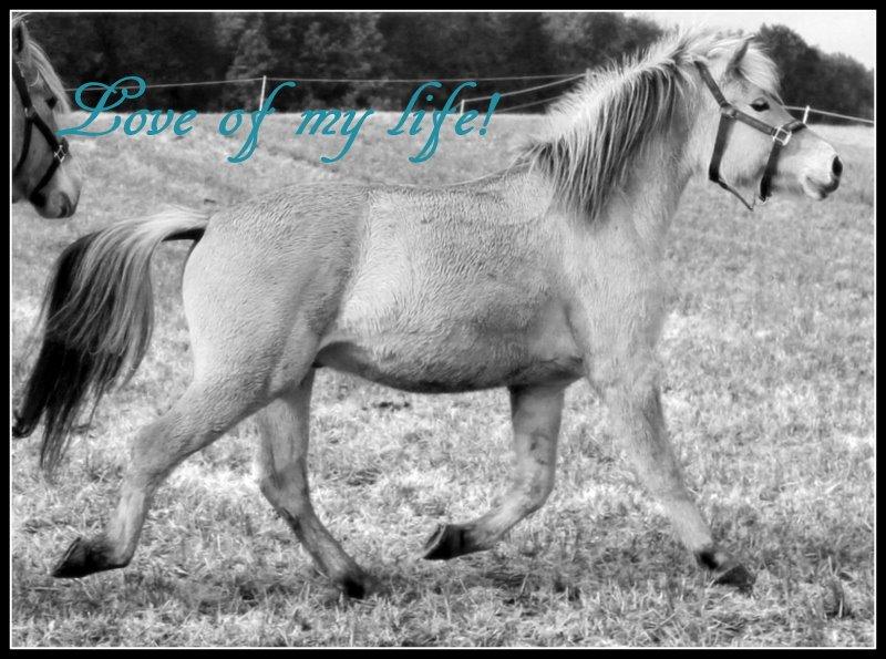 Fjordhest Dino Godthaab - Min smukke drømmehest! billede 29