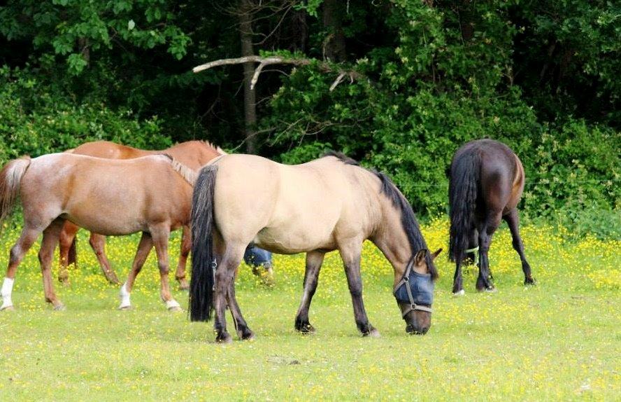 Konik Polski Sølvmosegaards Koniko billede 11