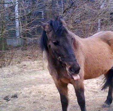 Konik Polski Sølvmosegaards Koniko billede 14