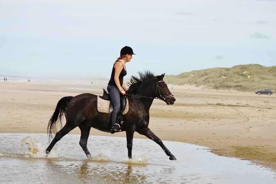 DSP DiNozzo IWE. - Blokhus 2013. billede 11