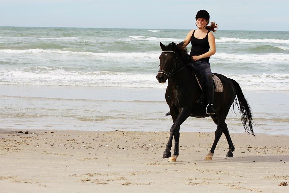 DSP DiNozzo IWE. - Galop på stranden i Blokhus <3 billede 7