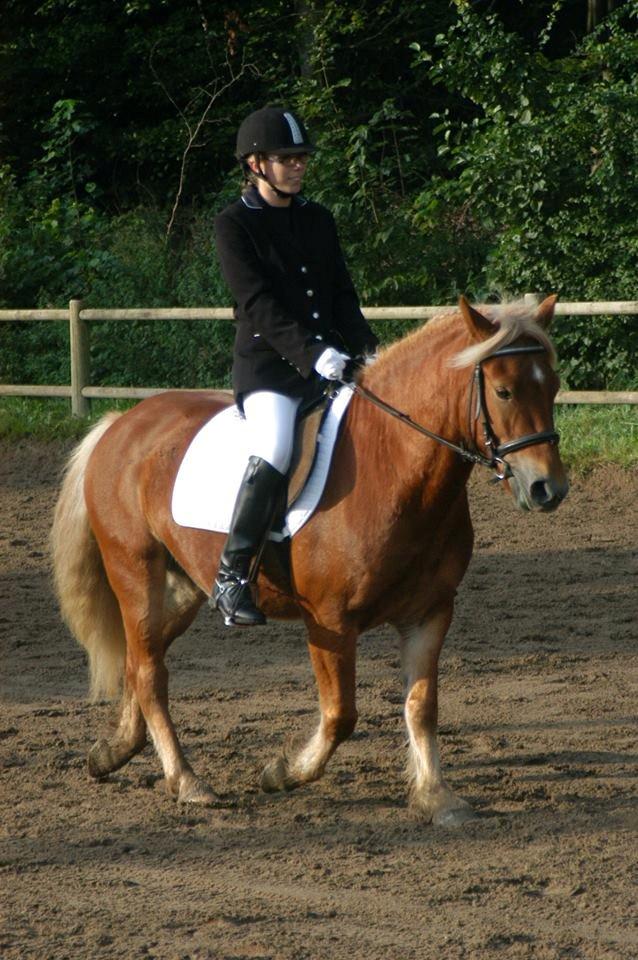 Anden særlig race Prins, haflinger blanding, "Basse" billede 6