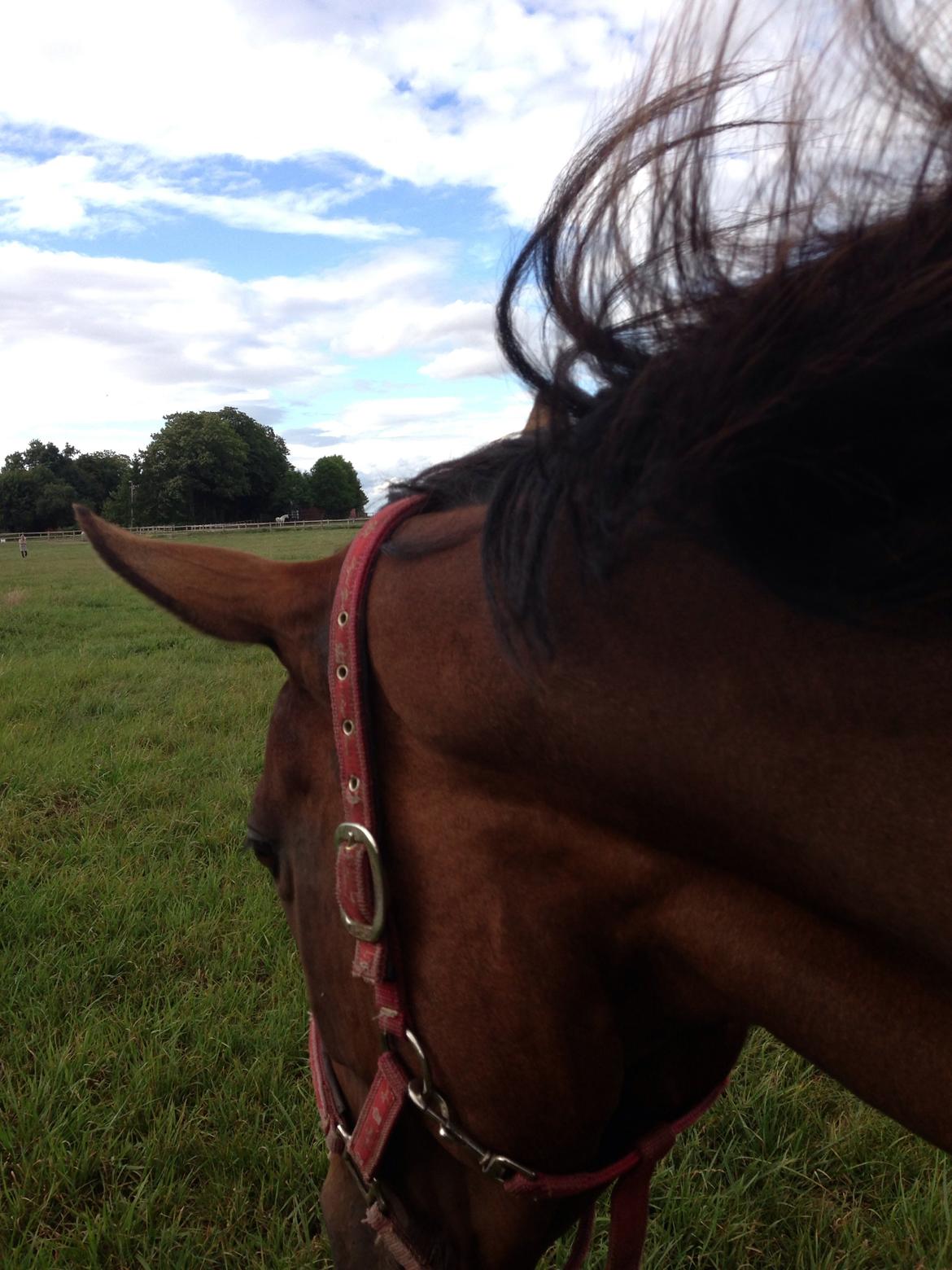 Fuldblod (XX) Bon Easter (Tidl. Hest) billede 3