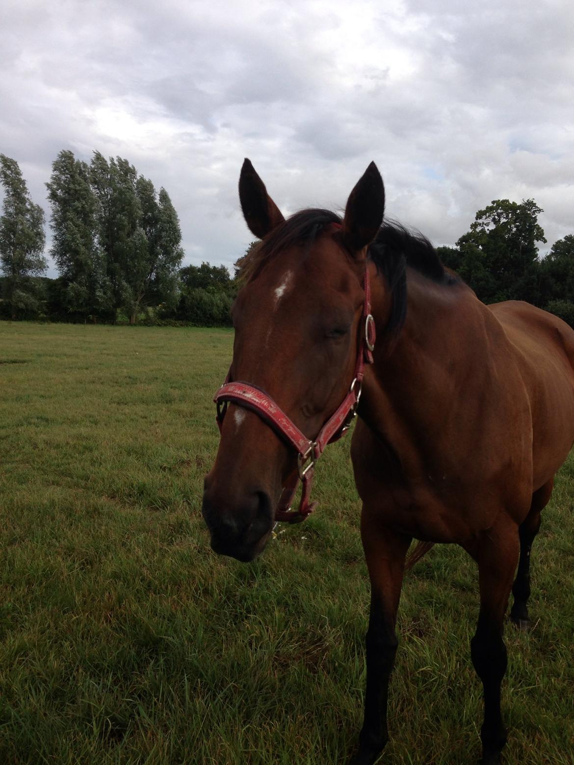 Fuldblod (XX) Bon Easter (Tidl. Hest) billede 5