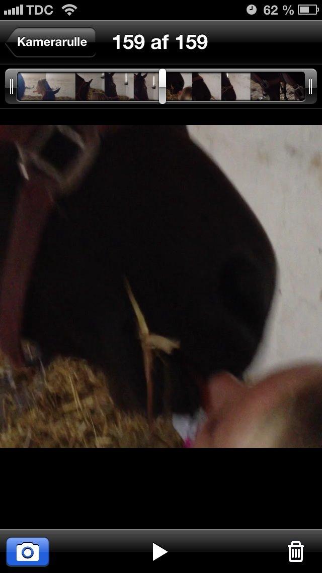 Fuldblod (XX) Bon Easter (Tidl. Hest) billede 9