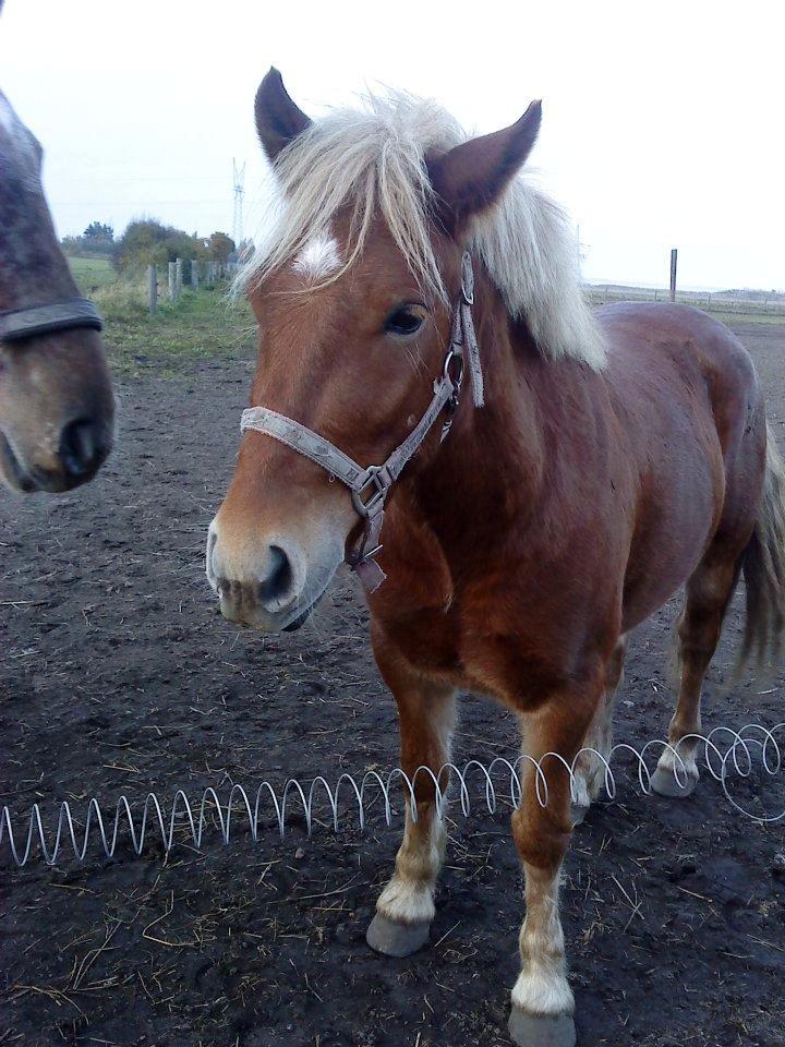 Anden særlig race Prins, haflinger blanding, "Basse" billede 7