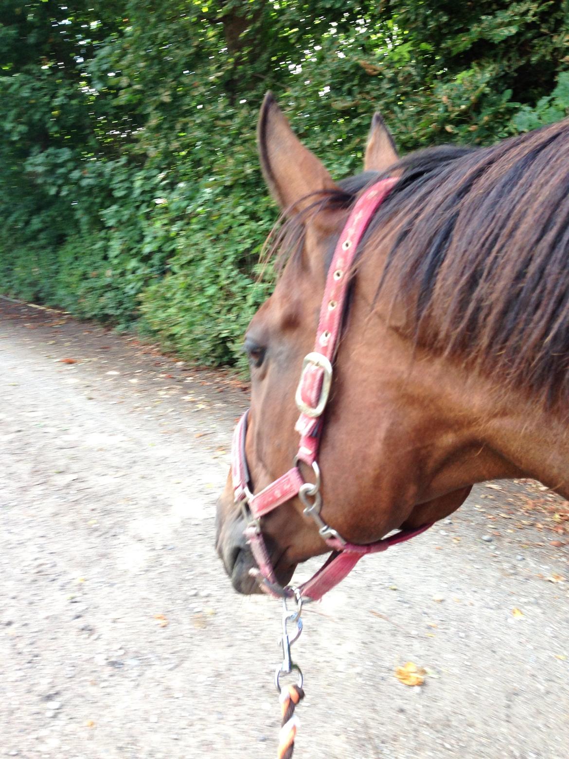 Fuldblod (XX) Bon Easter (Tidl. Hest) billede 11