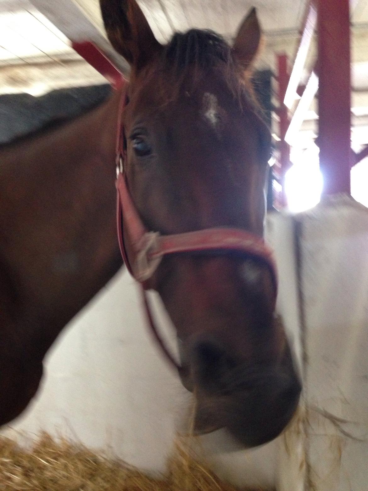 Fuldblod (XX) Bon Easter (Tidl. Hest) billede 12