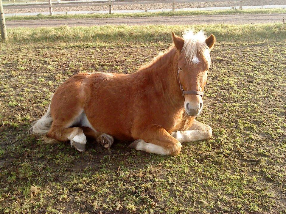 Anden særlig race Prins, haflinger blanding, "Basse" billede 10