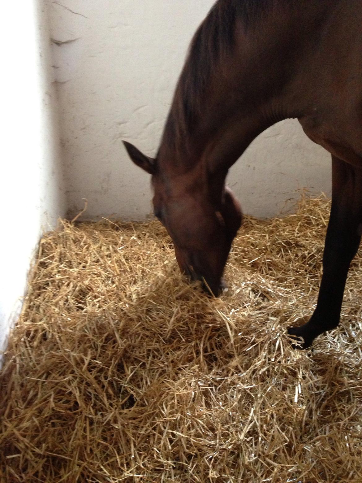 Fuldblod (XX) Bon Easter (Tidl. Hest) billede 13